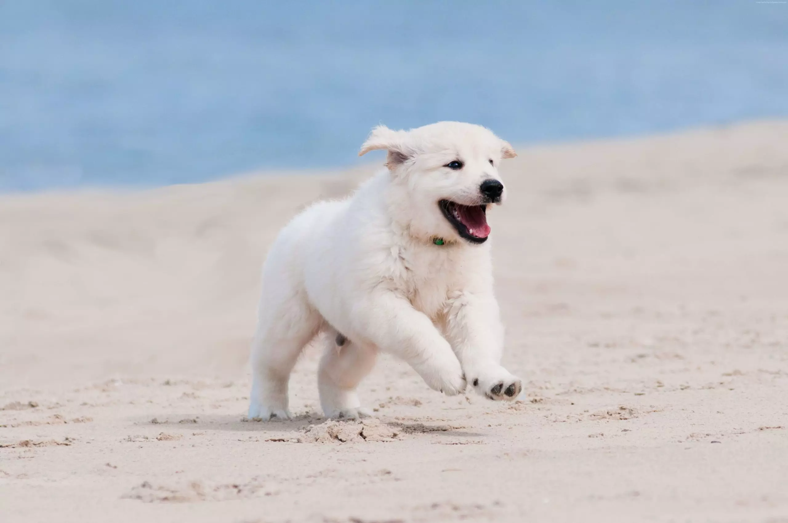 Pooch