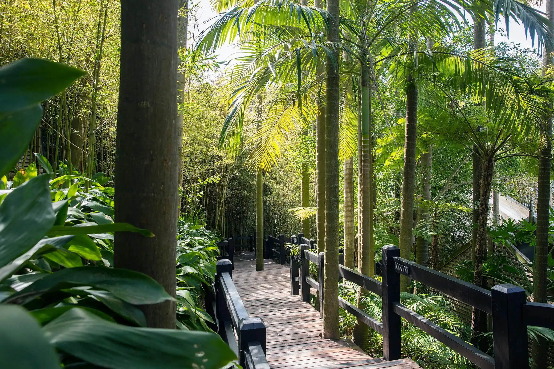 Rainforest Walkway