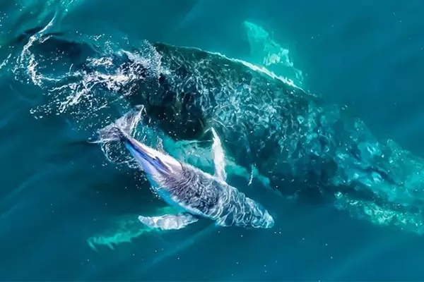 Terrigal Ocean Tours